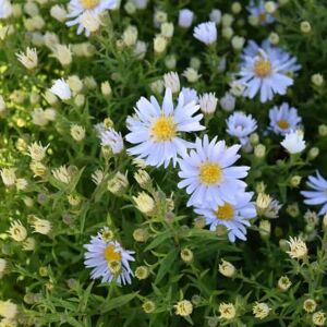 Symphyotrichum novi-belgii 'Apollo' ---